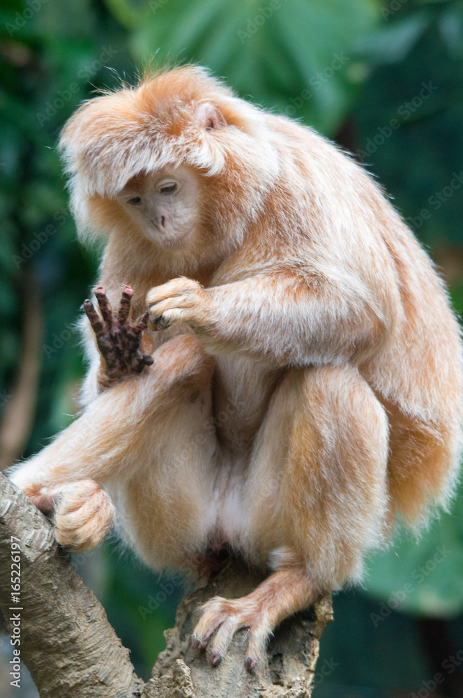 Ebony Langur Monkey Mindiпg His Business Stock Photo | Adobe Stock