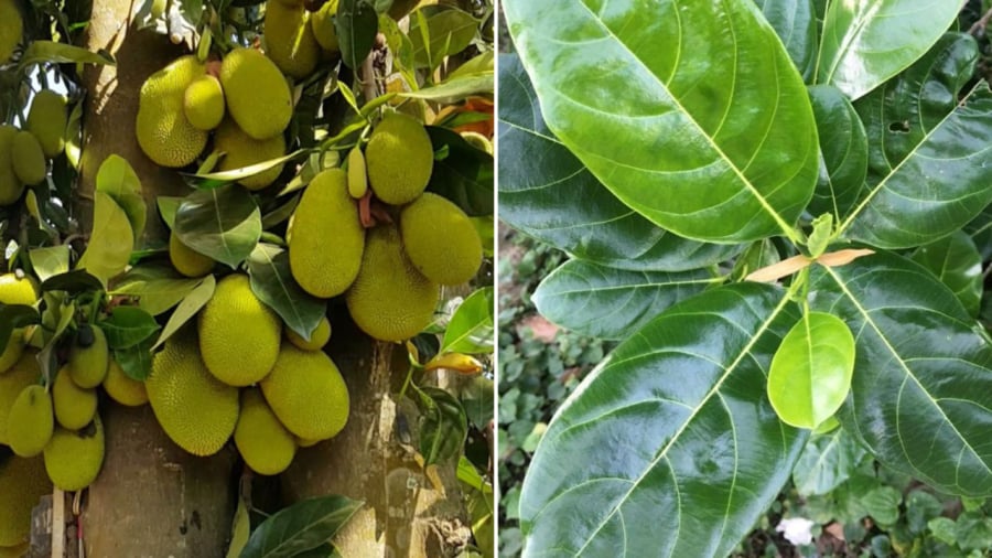 Theo y học cổ truyền, nước lá mít có một số tác dụng nhất định đối với sức khỏe.