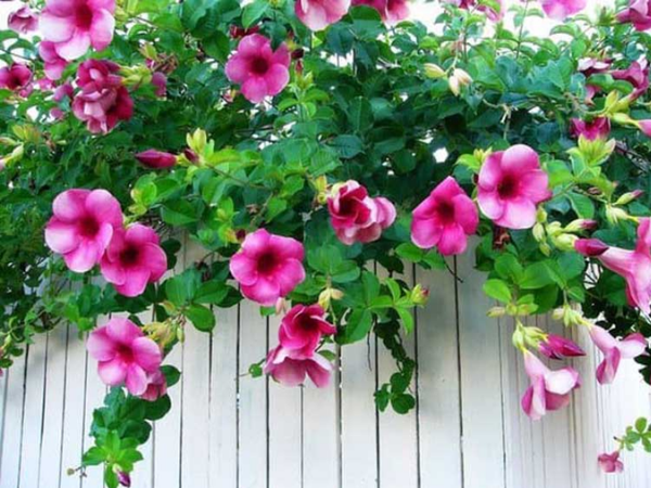 Đúng ngày 25/5 âm lịch vườn hồng chào đón Quý Nhân, 3 con giáp hưởng trọn vinh hoa Phú Quý, với tay trúng ngay quả đậm, thời khắc hoàng kim đang đến rất gần - Ảnh 3