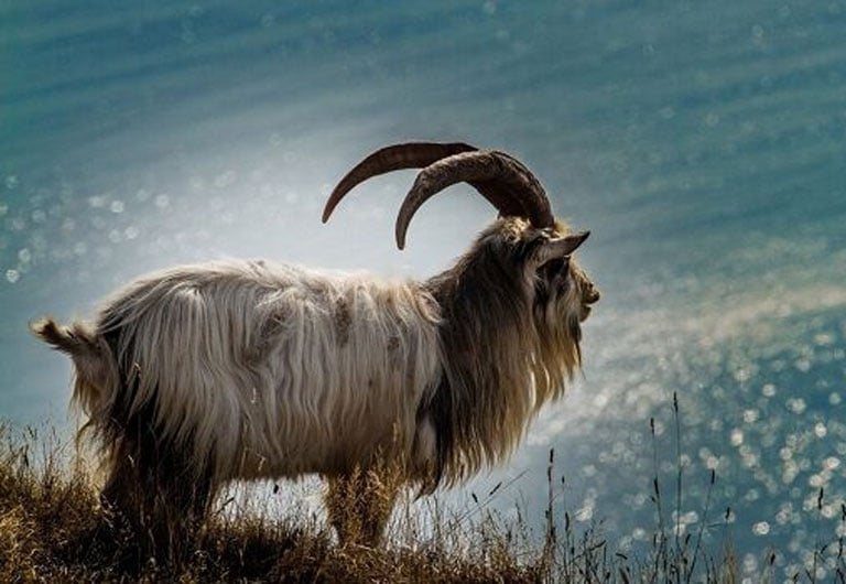 Tuổi Mùi may mắn 10 ngày tới