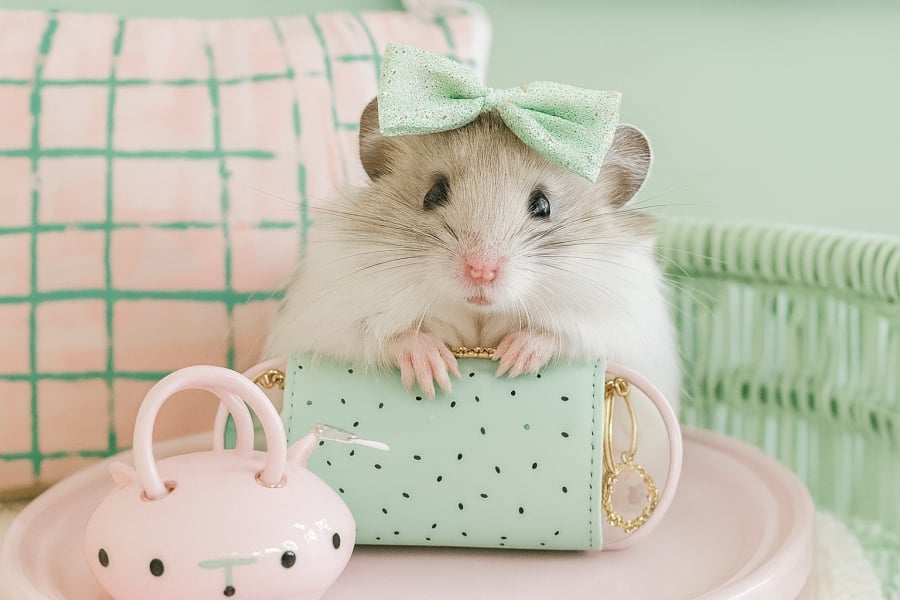 Người tuổi Tý bước sang tháng 10 với nhiều thay đổi rõ rệt về tài chính