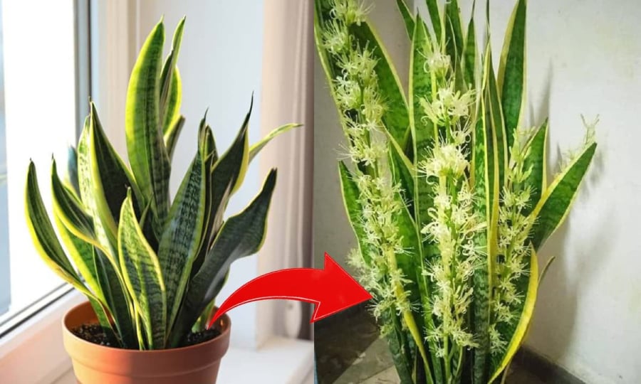 Trong phong thủy dân gian, cây Lưỡi Hổ được xem là biểu tượng của sức mạnh, may mắn và tiền tài