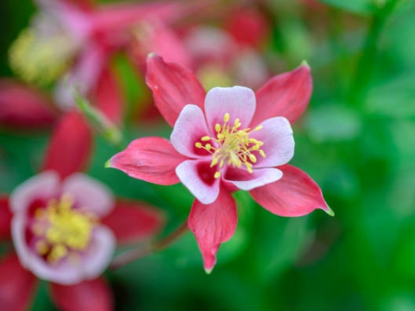 Chúc mừng 3 con giáp Thần Tài trợ lực, sự nghiệp thăng tiến như 'rồng cưỡi mây', vận may bạo phát, Tài Lộc chất đầy nhà trong 3 ngày tới - Ảnh 2