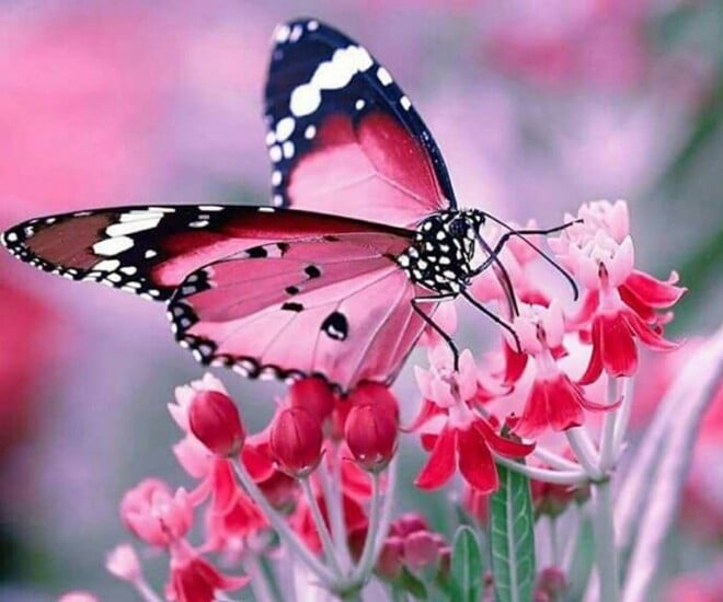 sinh-vao-5-ngay-am-lich-nay-phuc-day-menh-lon-giong-bao-thi-phi-chi-la-thu-thach-cang-ve-sau-cang-vu-1-1773368291-418-width660height550